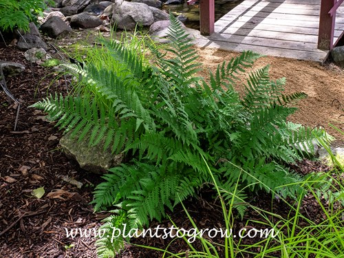 Scaly Buckler Fern (Dryopteris remota)